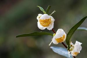 Tea tree flowers in the rain, petals with raindrops photo