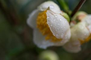 Tea tree flowers in the rain, petals with raindrops