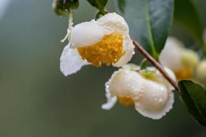 flores de árbol de té bajo la lluvia, pétalos con gotas de lluvia foto