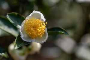 Tea tree flowers in the rain, petals with raindrops photo