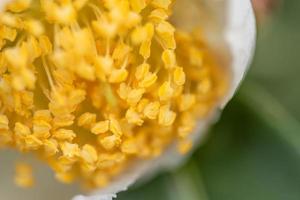 Tea tree flowers in the rain, petals with raindrops photo