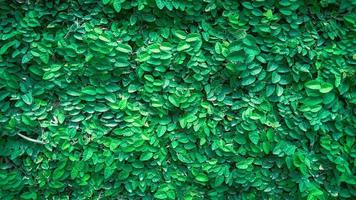 Fondo de naturaleza de planta verde en la pared. fondo verde foto