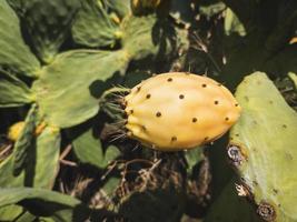 Ramas de cactus sabra, Opuntia ficus indica foto