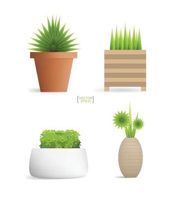 Beautiful decoration plants in flower pot. Small tree. Natural object idea for interior design and decoration. Vector.
