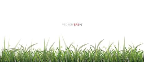 Green Grass Border isolated on white background with area for copy space. Vector. vector