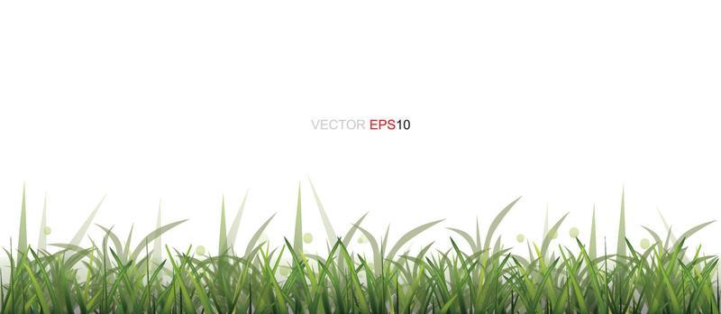 Green Grass Border isolated on white background with area for copy space. Vector.