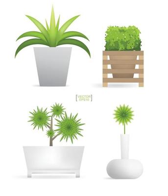 Beautiful decoration plants in flower pot. Small tree. Natural object idea for interior design and decoration. Vector.