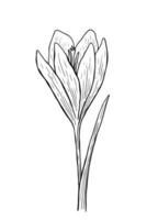 Doodle crocus with stem and leaves. A sketch of the first spring flower. Vector hand-drawn illustration in outline style. Perfect for your projects, cards, invitations, print, decor, logo.