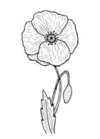 Poppy with stem and leaves isolated on white background. Vector hand-drawn illustration in line art style. Perfect for your projects, cards, invitations, print, decor, patterns, packaging design.