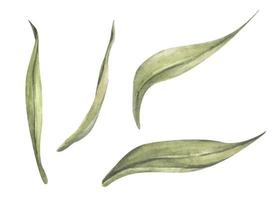Set of tulip leaf. Watercolor floral botanical illustration. vector