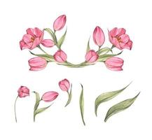 ramo de tulipanes. composición floral. Ilustración acuarela. vector