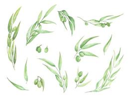 rama de olivo acuarela con hojas y frutos. vector