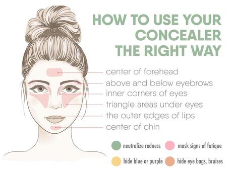 How to apply your concealer the right way infographic chart. vector