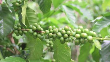 Close-up of coffee beans on the plant.