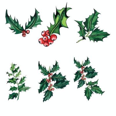 Christmas vector illustration design holly leaves set