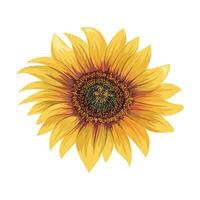 Beautiful sunflower isolated on white background. vector