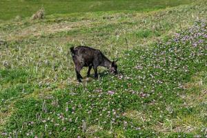 Sheep graze on the grass in the field photo