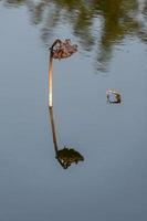 The withered lotus in the lotus pond in autumn photo