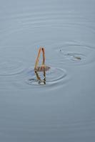 The withered lotus in the lotus pond in autumn photo