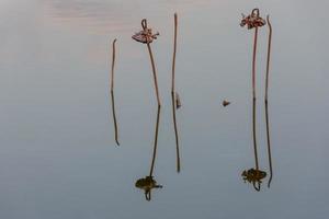 el loto marchito en el estanque de lotos en otoño foto