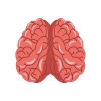 brain human anatomy vector
