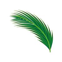 leaf palm tree vector