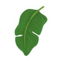 leaf palm tropical vector