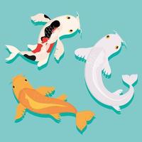 exotic koi fishes vector