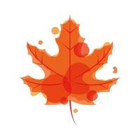 leaf maple foliage vector