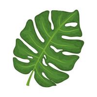 hoja monstera exótica vector