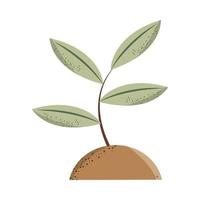 plant with leaves vector