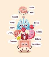 human internal organs vector