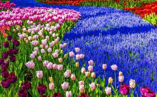 muchos coloridos tulipanes narcisos en el parque keukenhof lisse holanda países bajos. foto