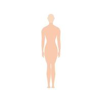 cuerpo humano femenino vector