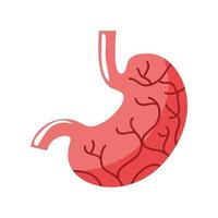 human stomach organ vector