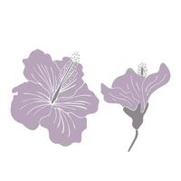 Hibiscus flower silhouette set. Isoalted on white background. vector