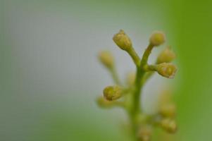 Macro shooting of plants and flowers photo