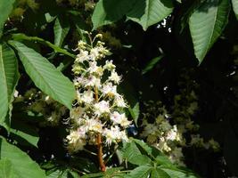 Bloomed chestnut flowers on the tree photo