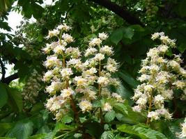 Bloomed chestnut flowers on the tree photo