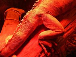 Iguana living in a terrarium and illuminated with a quartz lamp photo