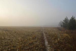 Morning fog and haze in the forest and village photo