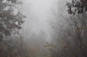 niebla matutina después de una noche en el bosque foto