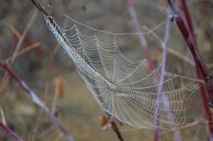 Closeup cobweb on plants and trees photo