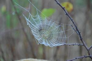 Closeup cobweb on plants and trees photo