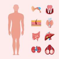 body human organs vector