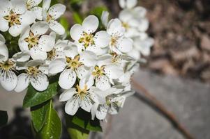 Apple flowers close up with white petals and green leaves on a branch photo