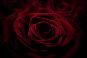 Red roses background Closeup texture of flowers photo