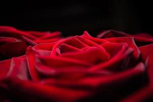 Red roses background Closeup texture of summer flowers photo