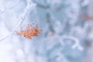Frost covered orange yellow dry leaf on tree branch. Winter closeup, nature seasonal detail. Abstract frozen leaf photo