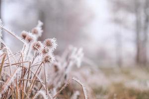 Grass meadow nature covered in icy droplets of morning dew. Foggy winter weather, blurred white landscape. Calm cold winter day, frozen icy closeup natural plants photo